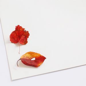 芸術の秋 どんぐり まつぼっくり 落ち葉を使った製作アイディアと注意点 キラライク