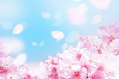 桜が舞う様子