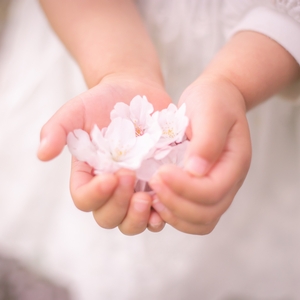 桜を手に取る子ども 