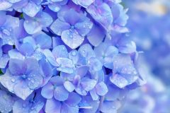 雨の日のあじさい