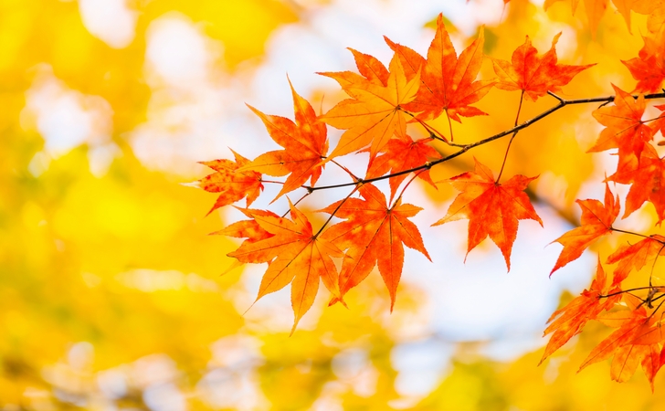 紅葉 